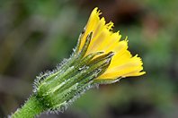 Leontodon hirtus